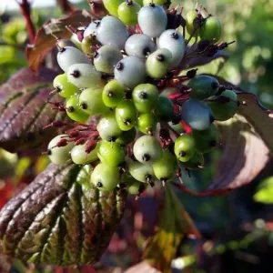 Cornus alba Siberian Pearls