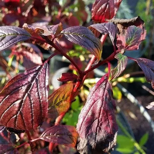 Cornus alba Siberian Pearls